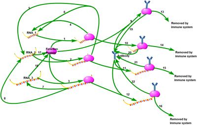 Bioinformatic analysis of defective viral genomes in SARS-CoV-2 and its impact on population infection characteristics